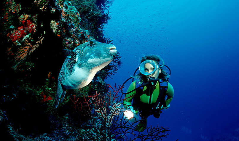 diving in great barrier reef